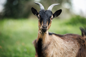 close up goat portrait outdoors in summer