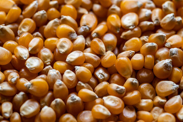 close-up of many dried corn kernels in a pile