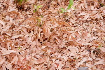 Beautiful dry leaves, dry leaves background.