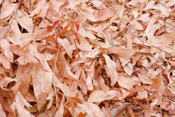 Beautiful dry leaves, dry leaves background.