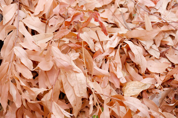 Beautiful dry leaves, dry leaves background.