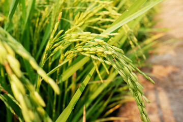 Rice stalks in the rice fields.