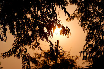 The evening sun shines through the trees.