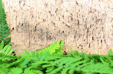 Clay brick and fern leaf background
