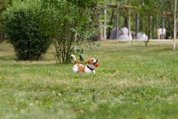 Happy Jack Russell Terrier puppy holding ball in mouth playing in park on a sunny day. Jack Russell Terrier dog running and playing outdoors. Happy pets life