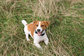 Cute portrait of Jack Russell Terrier puppy dog wearing a collar laying in the grass. Ragweed Allergies in dogs