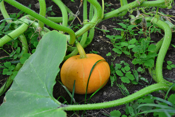 a pumpkin is on the ground next to a leaf with stems