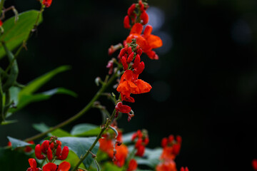 The Turkish bean ( Latin Phaseolus coccineus ) is a plant species of the genus Bean ( Phaseolus ) of the legume family ( Fabaceae )