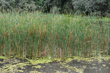 a swamp with a lot of reed plants and a pond with water lilies