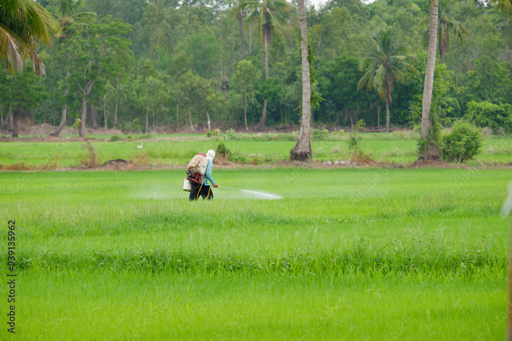 Wall mural farmers spraying rice in the fields. farmers are farming rice.