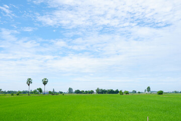 View of green rice fields and sky.