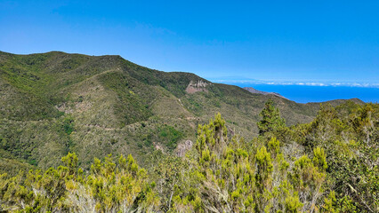 Laurel forests at Monte del Agua, Teno rural Park, Erjos village, Tenerife, Spain
