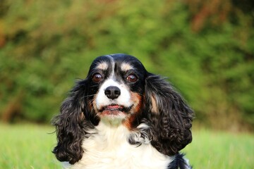 close up head portrait of a beautiful tricolored cavalier king charles spaniel in the green garden