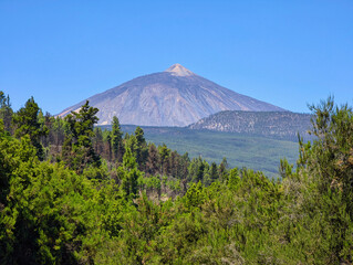 Fototapeta premium Teide volcano seen from Corona forestal Natural Park, Tenerife island, Spain