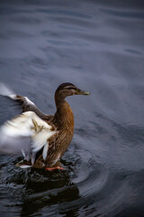 duck in water