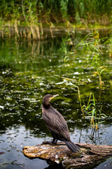 great crested grebe
