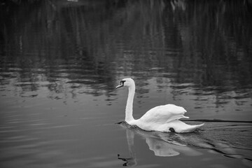 white swan on the lake