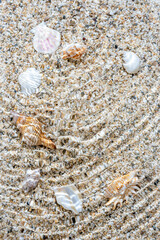 Sea sand with sea water and shells. Top view with copy space.