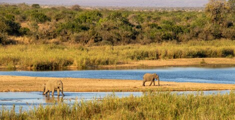 African elephants next to the Sabie river in the Kruger National Park in South Africa
