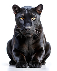 Obraz premium Black panther isolated on white