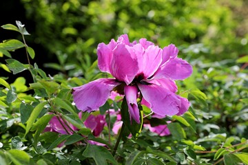 Purple peony flower lit by the sun rays