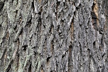 Tree bark texture. Grey natural background.