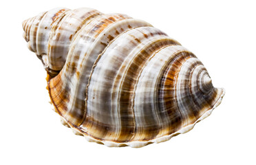 Obraz premium Isolated seashell with detailed ridges and texture