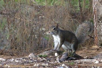 squirrel on the ground