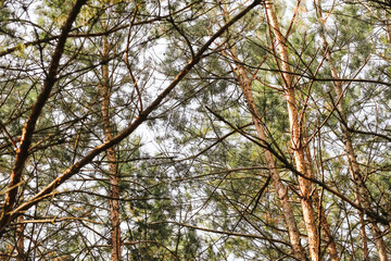 Coniferous tree canopies in a forest. Branches and needles texture. Dense foliage of evergreen trees. Woods background.