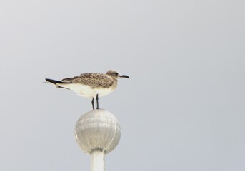 seagull on the pier