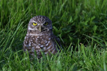 great horned owl