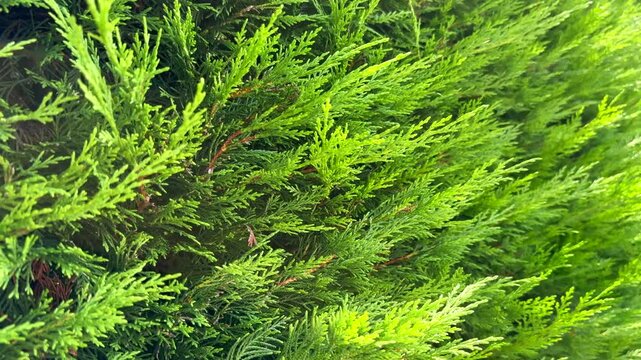 Thuja hedge texture, juniper green background, close-up. Pruning trees, Garden, gardening concept. Environment concept