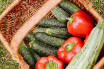 Red bell pepper, zucchini and cucumbers in a wicker basket. Organic vegetables grown in a home garden. Sunlight vegetables texture. Natural ecological vegan eating. Homegrown farm food.