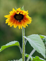 Bumblebee on a sunflower flower. Sunflower blossoms in the garden. The sunflower is decorative plant in garden
