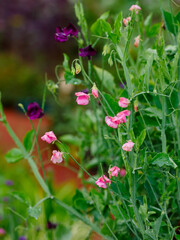 Blossom of lathyrus ((лат. Lathyrus odoratus) in the garden. Lovely sweet pea flowers in the garden