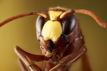 retrato en primer plano de cabeza de avispa en macro extremo