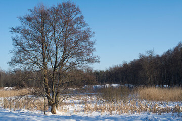 Drzewo na tle zimowego krajobrazu.