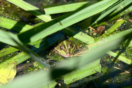 Grenouille