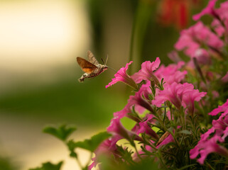 Fruczak Gołąbek, Polski koliber, spijanie nektaru z pelargonii, surfinii, suertuniavista. © MarcinRoj.Fotografia
