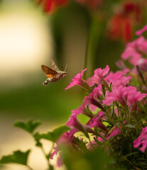 Fruczak Gołąbek, Polski koliber, spijanie nektaru z pelargonii, surfinii, suertuniavista. © MarcinRoj.Fotografia