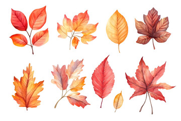 Watercolor autumn yellow leaves and plants collection isolated on white background