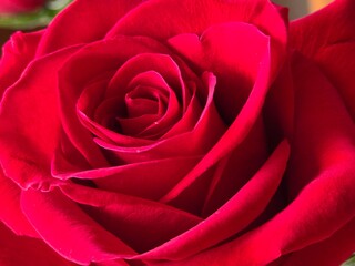 red rose close up