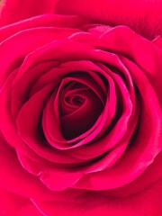 close up of red rose