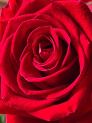 red rose close up