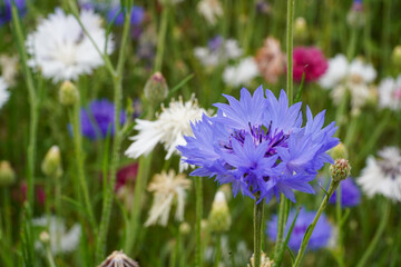 British Wildflower Meadow Confetti Wedding Plants Macro Close Up Single Blossom Blue