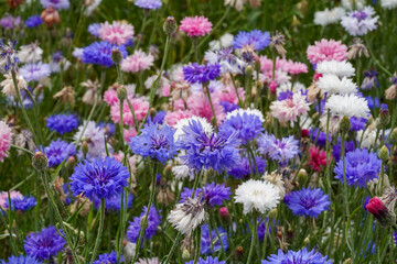 Fototapeta premium British Wildflower Meadow Confetti Plants Colourful Wallpaper Background Image