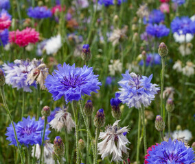 British Wildflower Meadow Confetti Plants Colourful Wallpaper Background Image