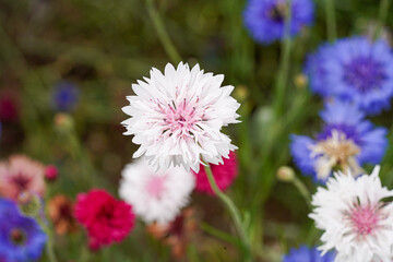 Obraz premium Bee in British Wildflower Meadow Macro Photo on Confetti Plant Collect Pollen