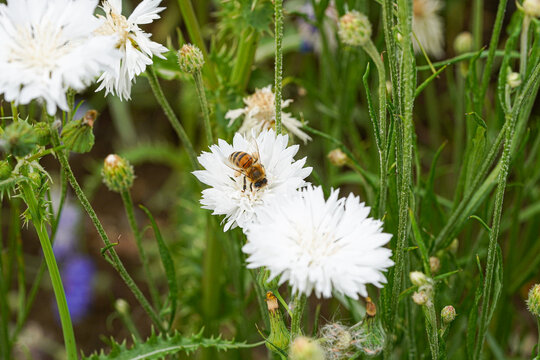 Bee in British Wildflower Meadow Macro Photo on Confetti Plant Collect Pollen