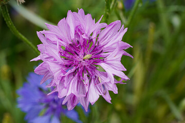 British Wildflower Meadow with single Close-up view of blossom of confetti plant showing deep blues, reds, greens